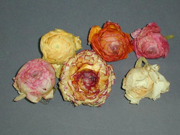 Other Preserved Flowers