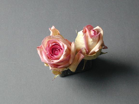 Rossinni Roses Bicolor Roses